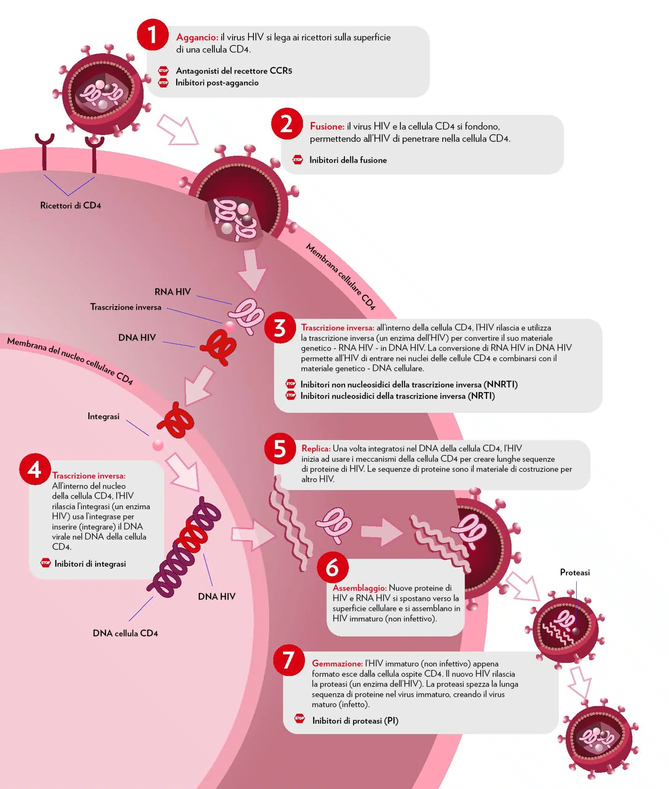 Grafico che mostra il comportamento del virus