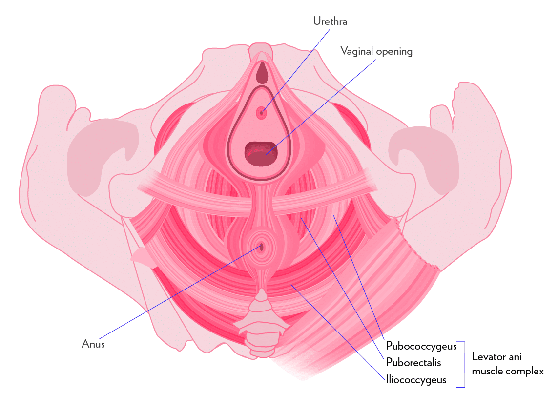 Grafico che mostra la composizione dell'apparato genitale femminile