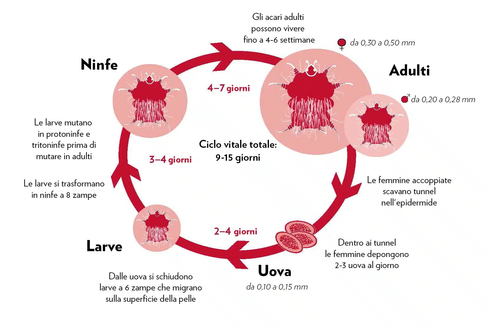 Grafico con il ciclo di vita dell'acaro della scabbia