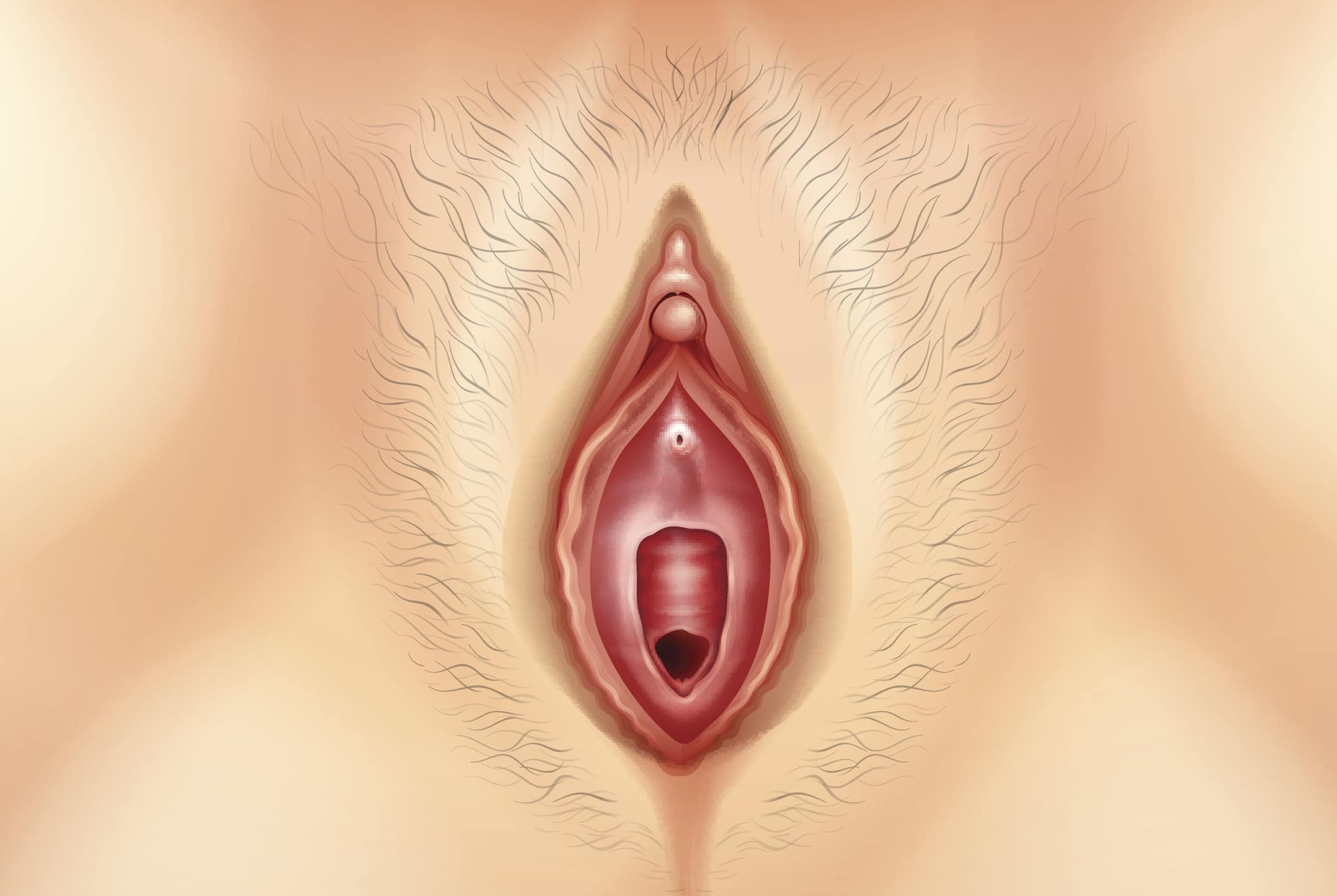 Illustrazione di una vulva