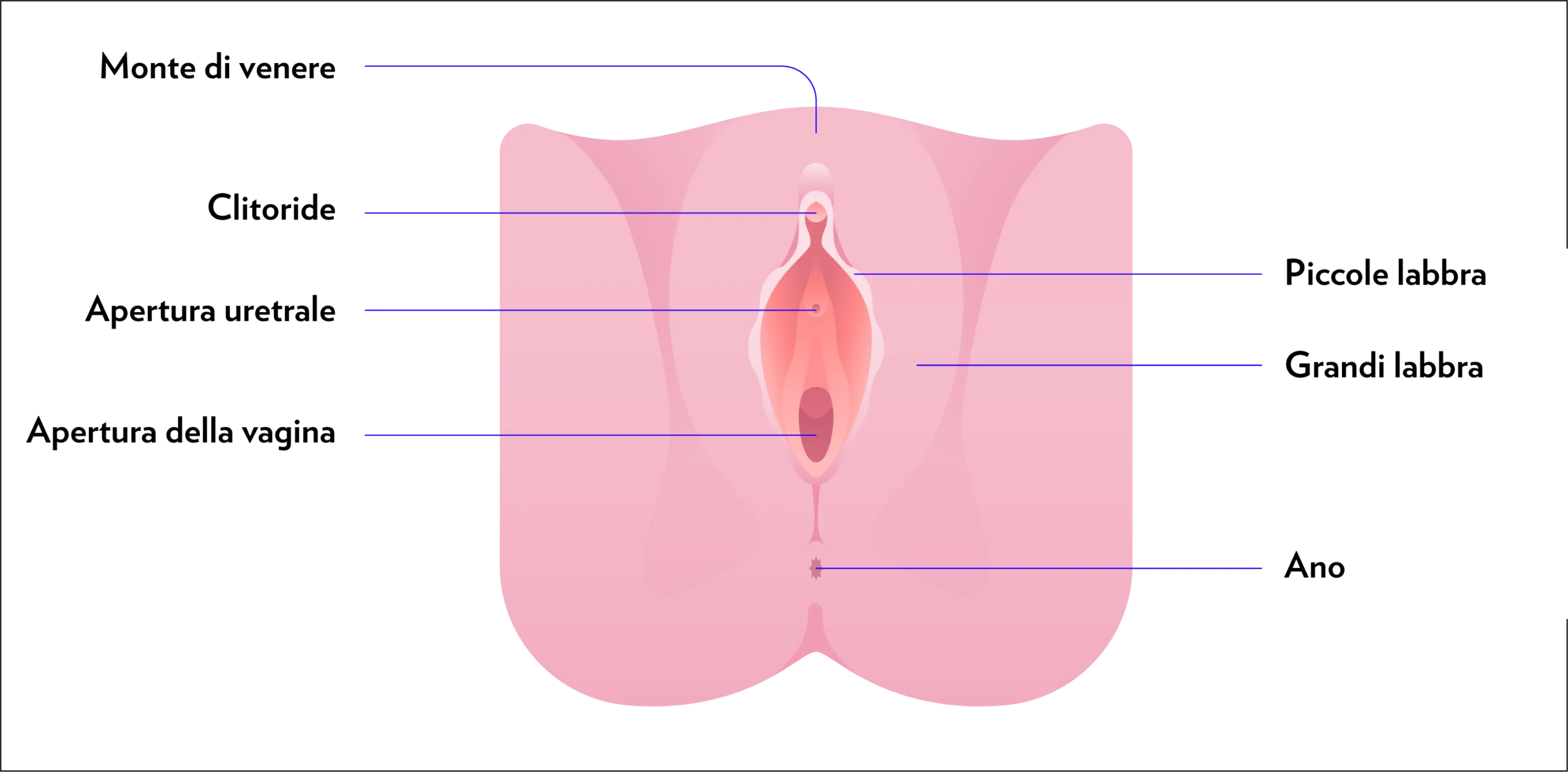Grafico che mostra le componenti esterne dell'apparato genitale femminile
