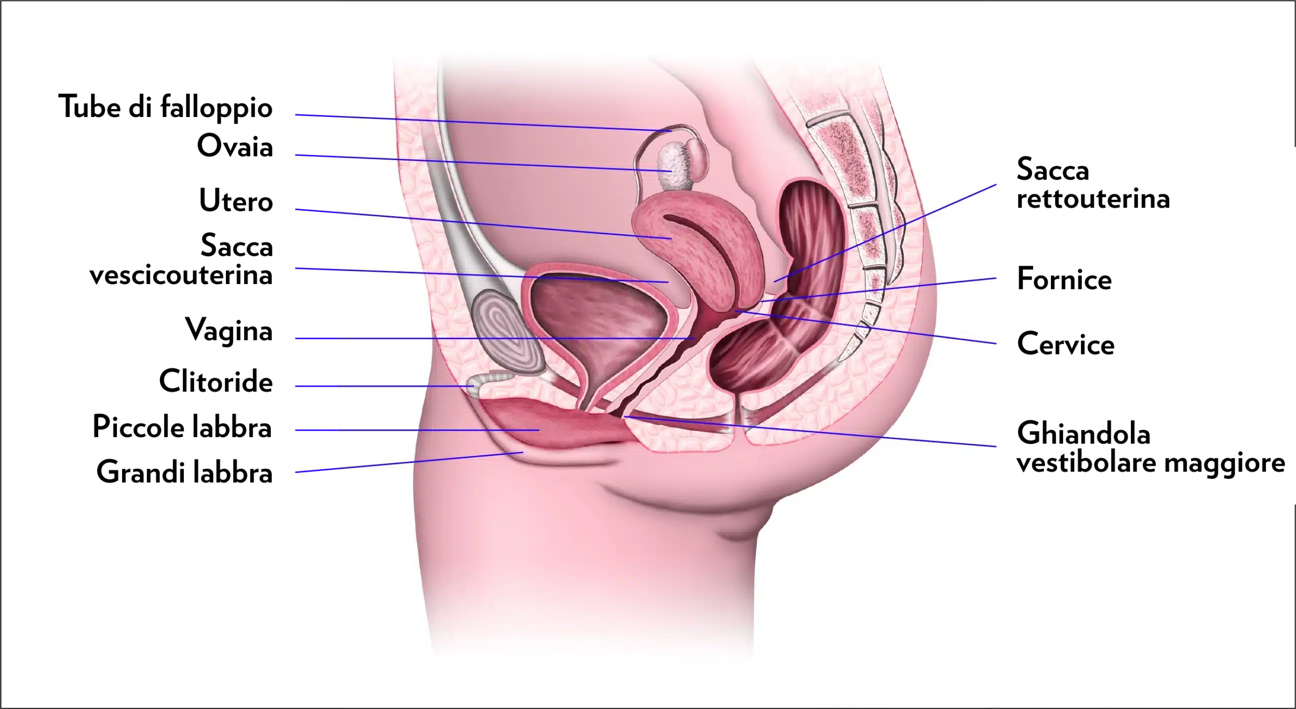 Grafico che mostra le componenti interne dell'apparato genitale femminile