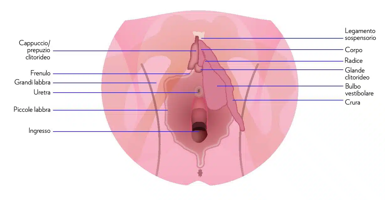 Grafica che mostra la conformazione degli organi genitali femminili